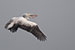 birds photography Pelican in the sky